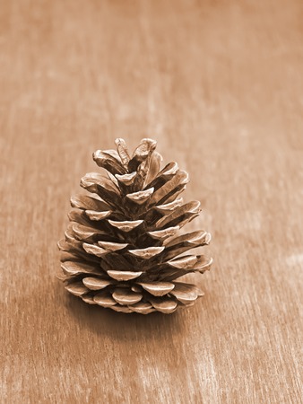 Pine cone on an old wooden table close-up, sepiaの写真素材