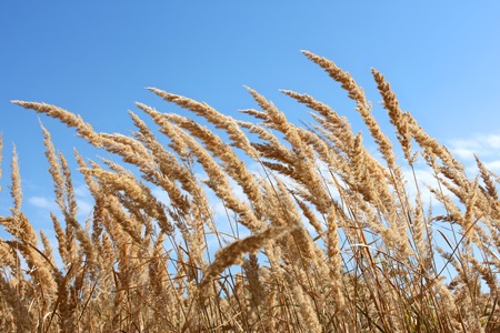 Dried plants of cereal weeds on the background of blue sky in windy weatherの写真素材