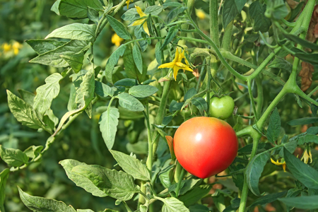 Tomatoes flowering, growing and ripening in greenhouseの写真素材