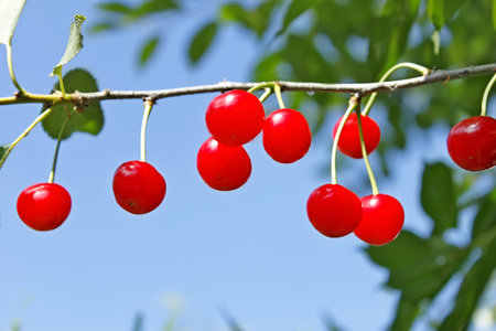 Red ripe cherry fruits hanging on a twig in sunny summer day branch, close-up