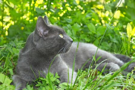 Gray cat lying on the green grass in summer time.の写真素材