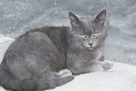 Gray British cat lying on a concrete surfaceの写真素材