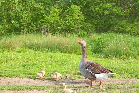 Goose with goslings on a meadow in summer sunny dayの写真素材