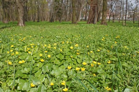 Flowering plants of lesser celandine (Latin name: Ficaria verna) on a lawn at park in early Aprilの写真素材