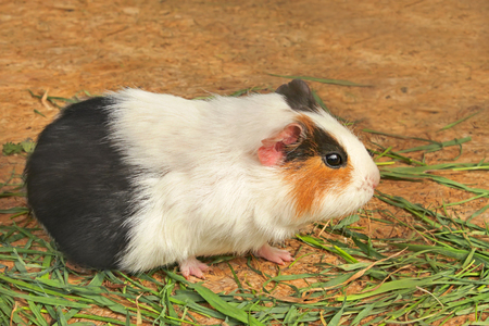 Mature guinea pig (Latin name: cavia porcelus) eating green grass on the horizontal deckingの写真素材