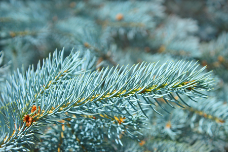 Branch of blue spruce in bright sunlight in summertimeの写真素材