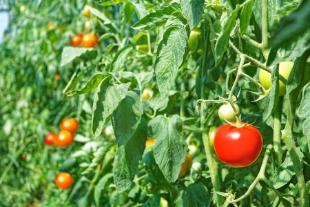 Ripening red tomatoes in summertime hanging in greenhouseの写真素材