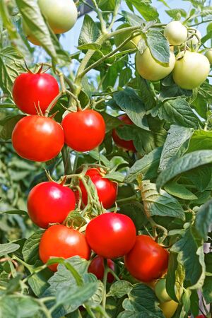 Many rounded red and green tomato fruits ripening in greenhouse in sunny summertimeの写真素材