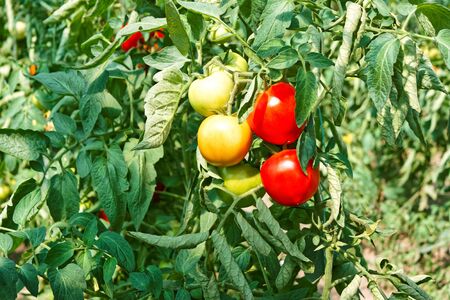 Green and red tomato fruits hanging in greenhouse among leaves in summertimeの写真素材