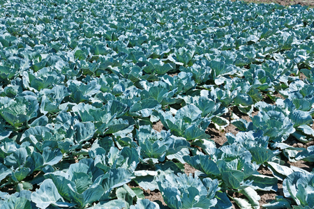 Cabbage plantation in lovely sunny summer dayの写真素材