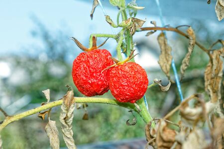 Withered tomatoes with plant diseases hanging in greenhouse in autumn seasonの写真素材