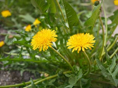 New dandelion plant flowering in springtime, close-upの写真素材