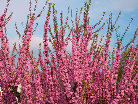 Sakura twigs with pink blossoming flowers on the background of evening sky in springtimeの写真素材