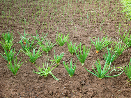 Onion rows in the garden planted for seed production and also for green leavesの写真素材