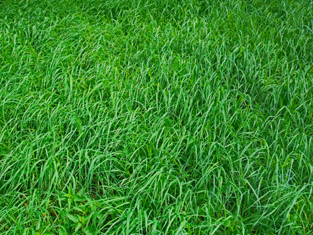 Dense inclined young green grass in spring as a backgroundの写真素材