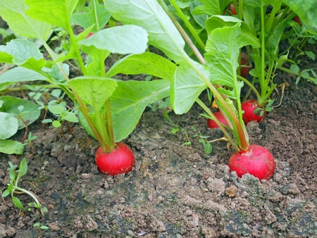 Red radish grows on the garden in the soil in springtimeの写真素材