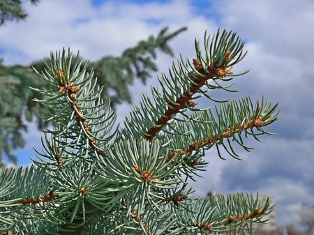 Blue fir twigs with long needles on the background of cloudy sky, close-upの写真素材