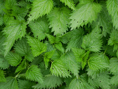 Growing plants of stinging nettle (Urtica dioica) in the spring as a texture, a view from aboveの写真素材