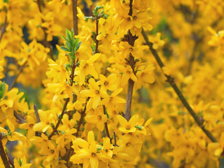 Many Yellow Flowers of  Forsythia blossoming in April, artwork background close-upの写真素材