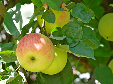 Big ripe yellow apple fruits with red stripes hanging on the branch in summertime の写真素材