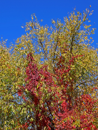 Virginia Creeper (Parthenocissus Quinquefolia) plant with bright red leaves climbing on the willow tree in autumn seasonの写真素材
