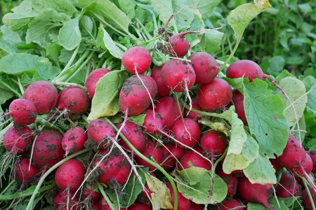 Heap of fresh red radish roots in the garden during harvest outdoor, close-upの写真素材