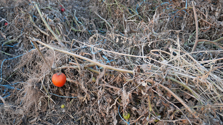 Dried spoiled tomato plants after harvesting with damage of fruits and tying yarns in autumn seasonの写真素材