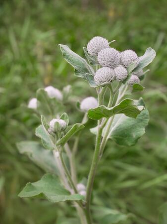 Branch of Burdock plant or Arctium tomentosum in Latin flowering on green meadow in summertime, close-upの写真素材
