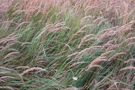 Natural background with flowering long grass on the meadow in summertime windy weatherの写真素材