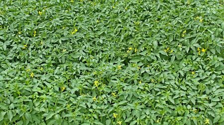 Lots of flowering tomato seedlings before plantingの写真素材