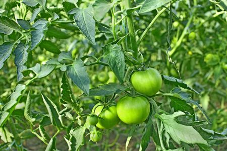 Green tomato plants growing and ripening in greenhouseの写真素材