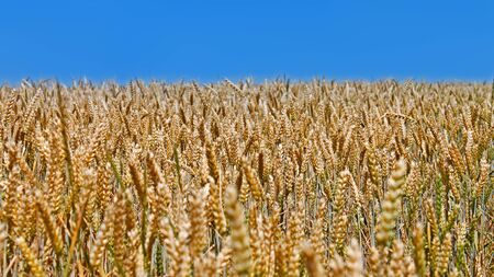 Ripening yellow wheat field against blue sky in summertimeの写真素材