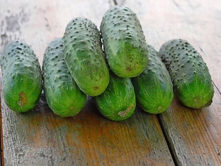 Fresh Green Cucumbers with Soil Fragments on the Old Wooden Tableの写真素材