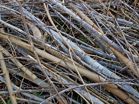 Heap of many various cutting twigs and branches as a backgroundの写真素材