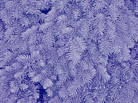 Fluffy fir branches in pale blue hues as a winter or Christmas pattern, raster photo illustrationの写真素材