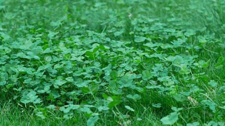 Clever plants with fresh green leaves growing on meadow in early summerの写真素材