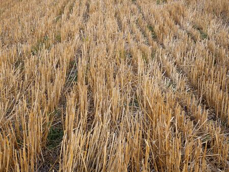 Wheat stubble in late summer after harvestの写真素材