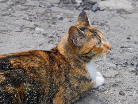 Lonely beautiful red and white tabby kitten sitting on the old destroyed asphalt paving の写真素材
