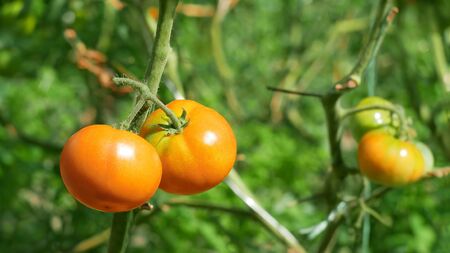 Orange tomatoes ripening outdoors on the green foliage backgroundの写真素材