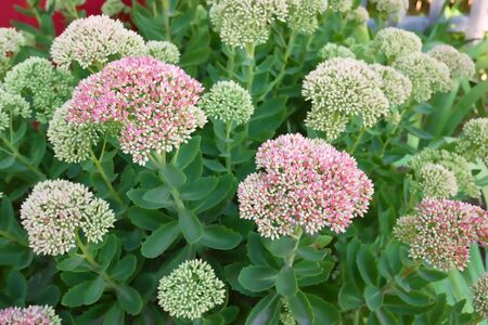 Flowers with large pink inflorescence on flowerbed, close-upの写真素材