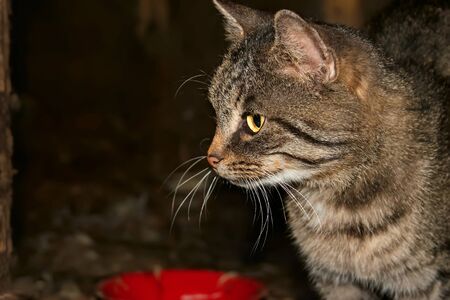 Grey tabby cat waits for food near the bowl at nightの写真素材