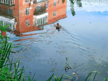 Duck wild swims along the river in quiet water, in lovely calm weather the sky and coastal brick house reflects into the flat surfaceの写真素材