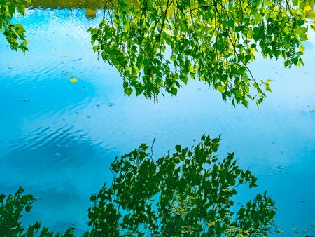 Reflection in the quiet water surface a branch of poplar tree and a blue cloudless sky, edited to vivid color の写真素材