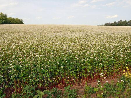 Edge of flowering buckwheat field among forests in Juneの写真素材