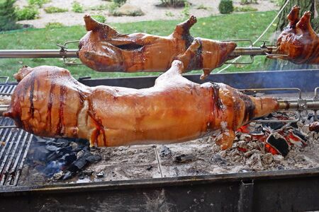Carcasses of whole young pigs are fixed on rotating metal rods and roasting over a charcoal  fireの写真素材