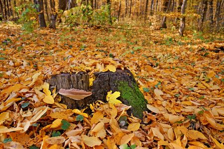 Mushroom tinder grows on a lonely large stump on the middle of a clearing covered with fallen yellow and orange leaves in a hornbeam forest, lovely sunny autumn dayの写真素材