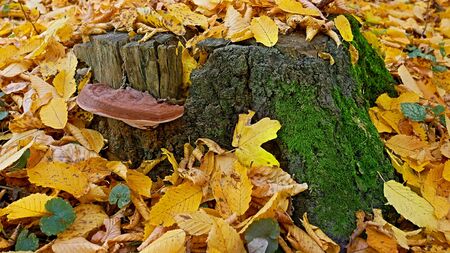 Mushroom tinder grows on a large stump covered with green moss and with fallen yellow and orange hornbeam leaves around, lovely sunny autumn day in forest, cose-upの写真素材