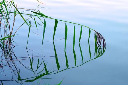 Tilted reed plant near river bank reflected in calm blue water surface in evening timeの写真素材