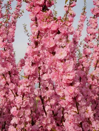 Abundant flowering Japanese Cherry shoots on a background of sky. Sakura in spring timeの写真素材
