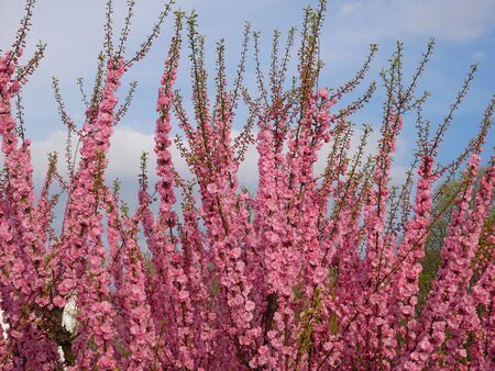 Many cherry shoots pink blossoms against blue sky in springtimeの写真素材